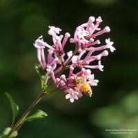 Almanac Planting Co: A close-up view of Bloomerang® Dwarf Pink Lilac flowers with a busy bee visiting the fragrant blooms. This Proven Winners lilac is beloved for its extended bloom time and ability to attract pollinators, adding beauty and ecological benefit to sunny landscapes.