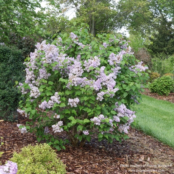 Almanac Planting Co: Proven Winners Scentara Double Blue Lilac in full spring bloom, showing a mature rounded shrub with abundant blue-lavender flowers and rich green foliage.