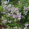 Almanac Planting Co: Close-up of Scentara Double Blue Lilac flower clusters, displaying fragrant double blooms in soft blue-lavender hues.