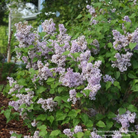 Almanac Planting Co: Close-up of Scentara Double Blue Lilac flower clusters, displaying fragrant double blooms in soft blue-lavender hues.