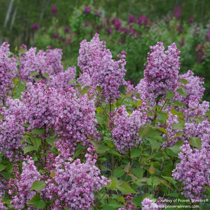 Almanac Planting Co: Detailed view of Proven Winners Scentara Double Blue Lilac blossoms highlighting double petals and classic lilac fragrance appeal.
