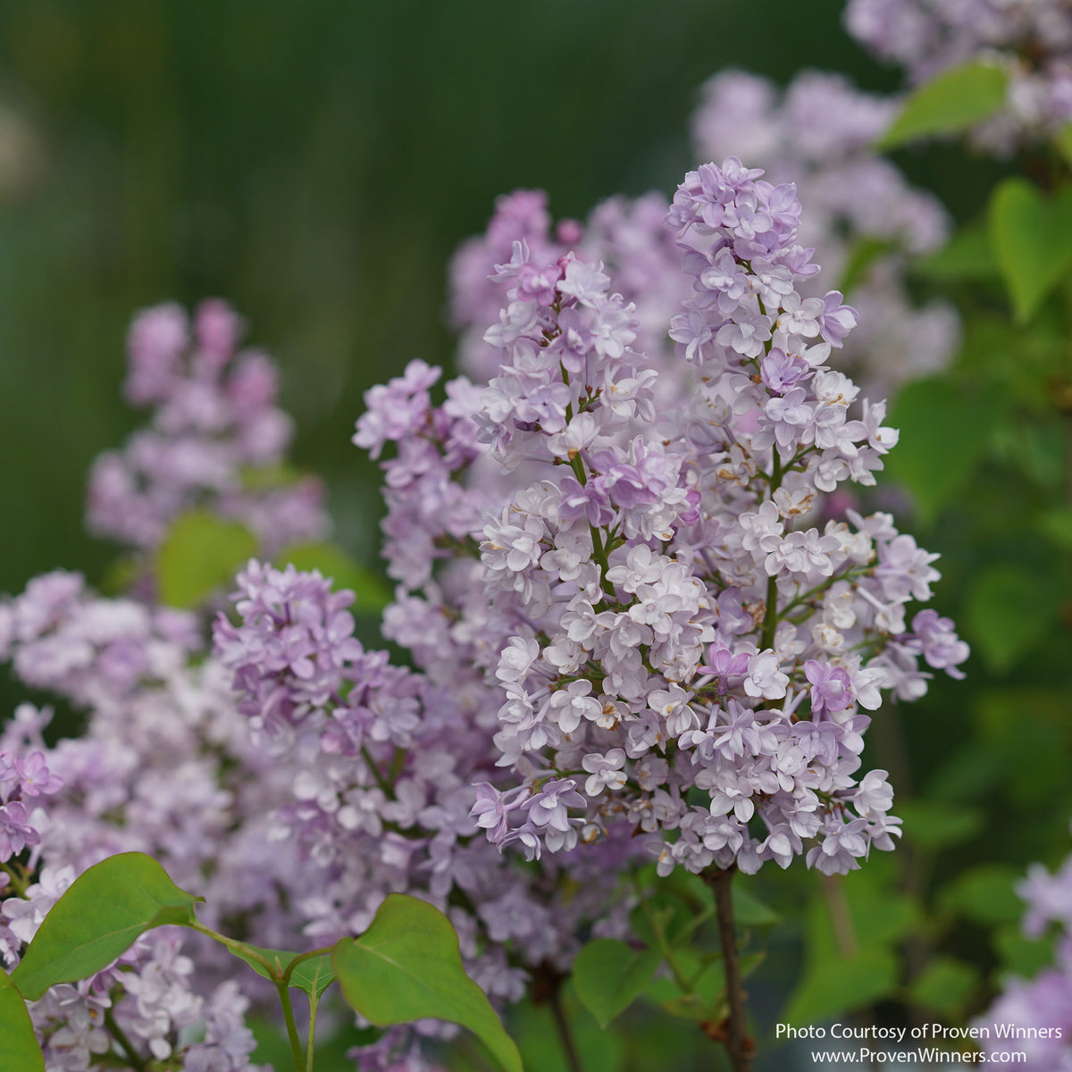 Almanac Planting Co: Close-up of Scentara® Double Blue Lilac showing fully double, fragrant blue-lavender flowers