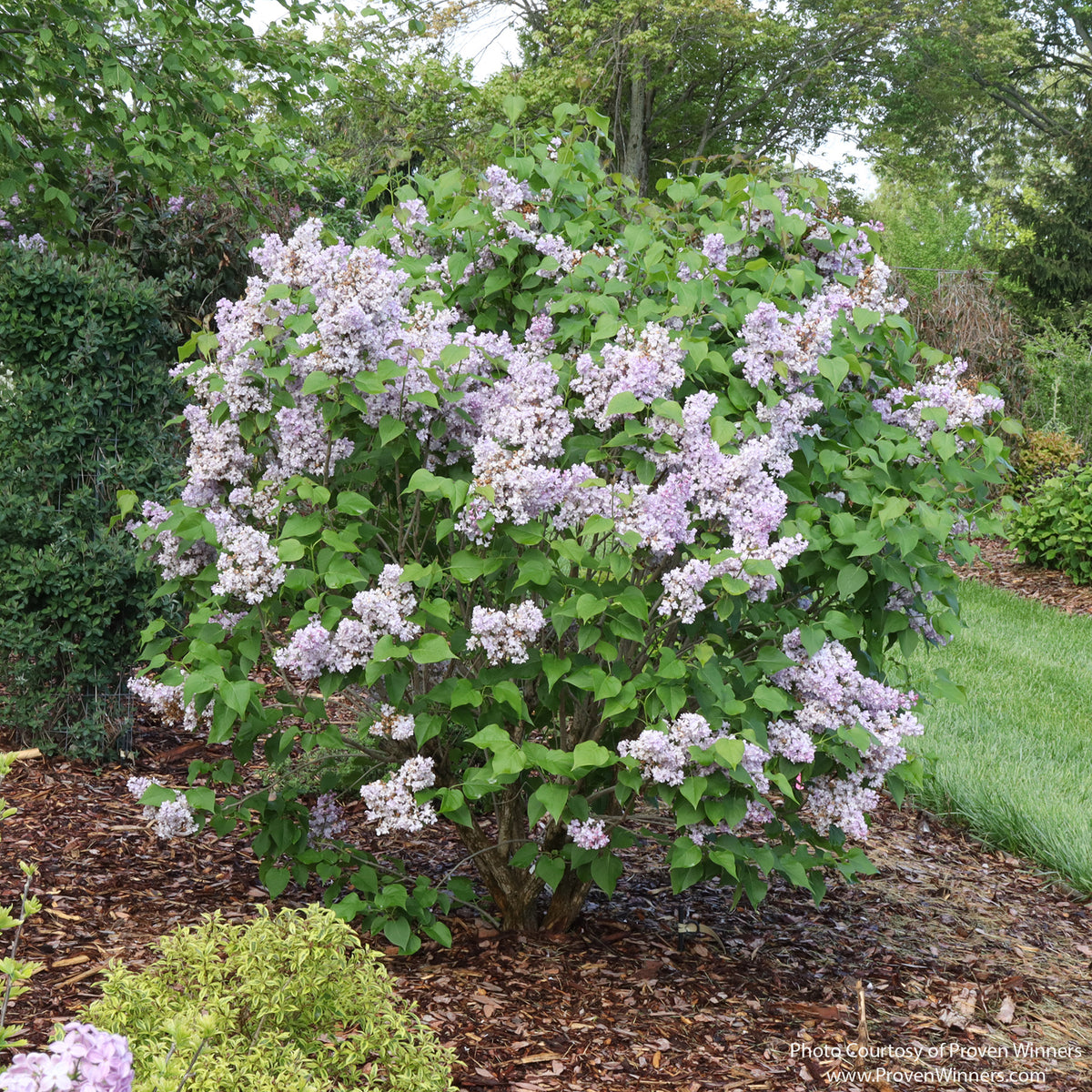 Almanac Planting Co: Scentara® Double Blue Lilac shrub in bloom with dense lavender-blue flower clusters