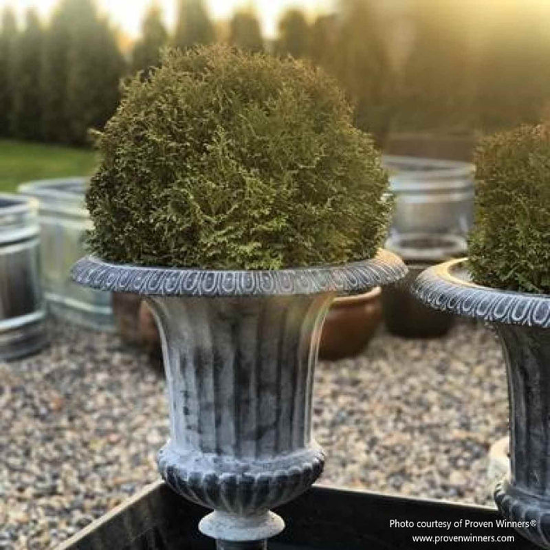 arborvitae planter Tater Tot® Dwarf Arborvitae