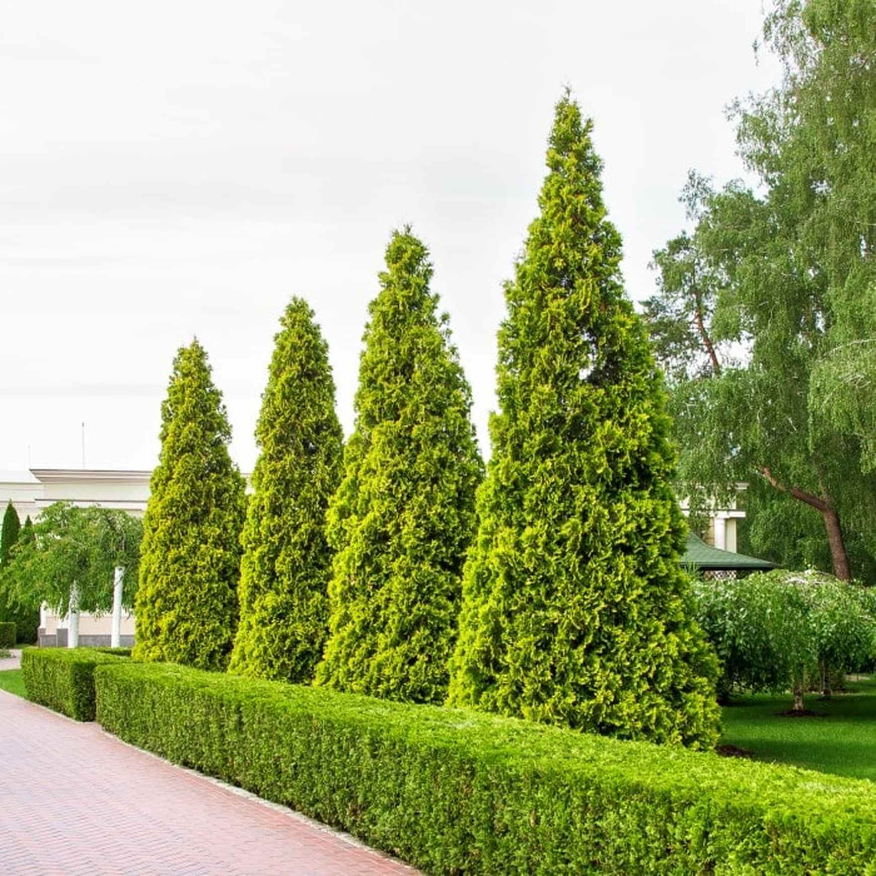 Thuja Green Giant | Thuja plicata x standishii 'Green Giant