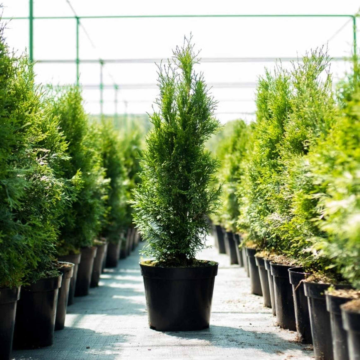 Almanac Planting Co: Lined up with precision, these Junior Giant Thuja (Thuja standishii x plicata) saplings in pots are showcased in a greenhouse environment, making them an ideal choice for privacy screens or as focal points in landscaping designs, highlighted for their fast growth and dense foliage.