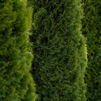Close-up view of dense, green Almanac Planting Co Thuja Nigra shrubs highlighting the texture and lush foliage.
