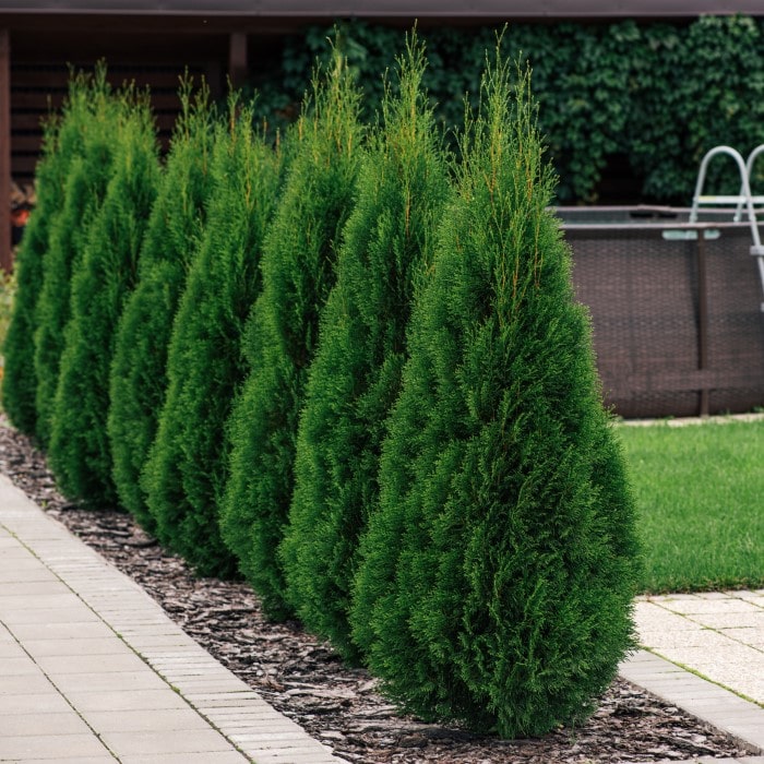 Emerald Green Arborvitae Thuja Occidentalis Smaragd Almanac   ThujaEmeraldGreen2 Min 