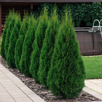 Almanac Planting Co Emerald Green Arborvitae 'Smaragd'. Eight 5' tall arbs planted in a row. There is an above ground pool in the background.