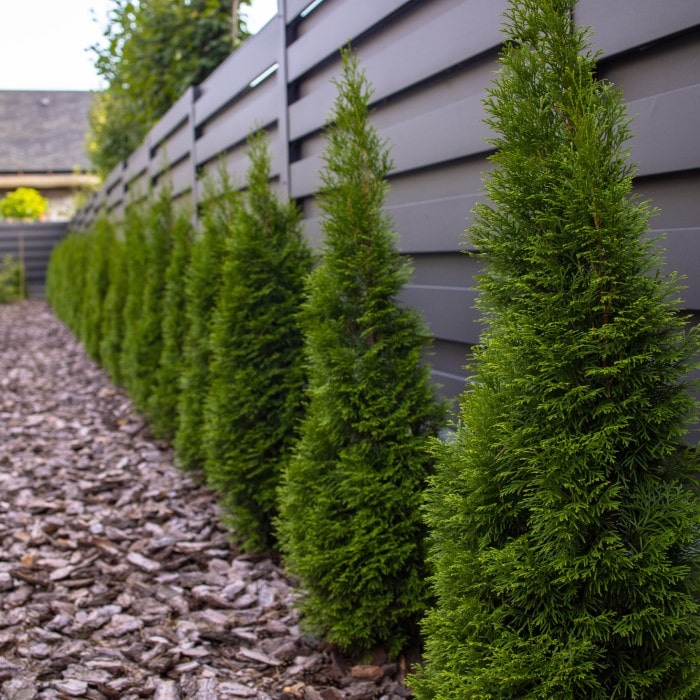  Almanac Planting Co: 'Emerald Petite' Arborvitae (Thuja) aligned in a neat row against a modern grey fence, creating a natural and elegant privacy screen perfect for urban gardens.