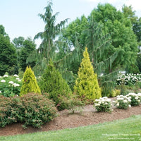 Almanac Planting Co two Fluffy® Western Arborvitae growing together in a large, landscaped garden.