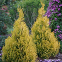 Almanac Planting Co: Fluffy® Western Arborvitae. Two yellow dwarf arbs growing next to each other.
