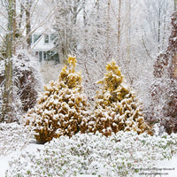 Almanac Planting Co: Proven Winners® 'Fluffy' Thuja, a snow-dusted evergreen, in a serene winter landscape with a cozy home backdrop.