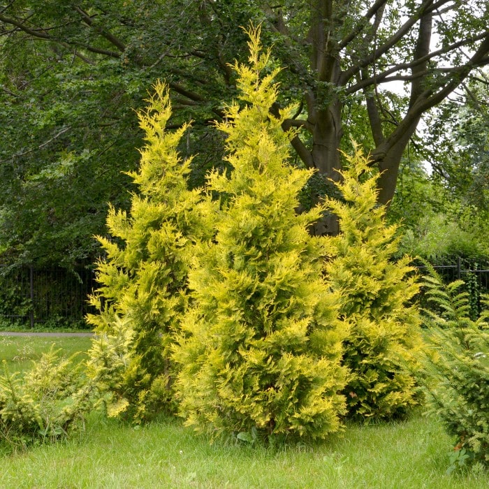 Almanac Planting Co Forever Goldy™ Arborvitae (Thuja plicata 'Forever Goldy' (aka '4EVER')). A group of three golden yellow arbs growing together.