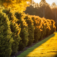 Almanac Planting Co Forever Goldy™ Arborvitae (Thuja plicata 'Forever Goldy' (aka '4EVER')). A hedge row privacy screen of golden yellow arbs growing in a line.