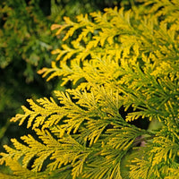 Almanac Planting Co Forever Goldy™ Arborvitae (Thuja plicata 'Forever Goldy' (aka '4EVER')). A close up of golden yellow evergreen foliage.