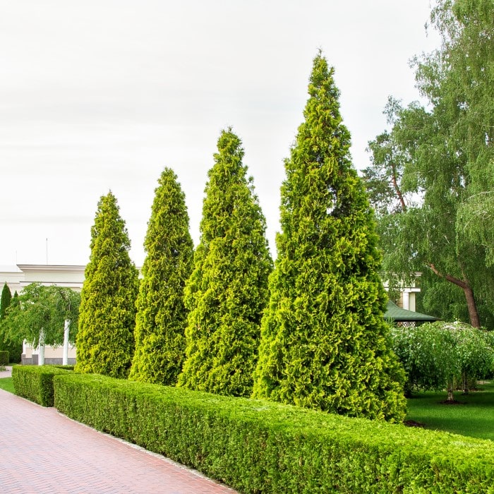 Arborvitae - 'Green Giant' – Al's Garden & Home