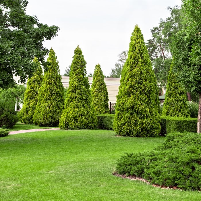 Almanac Planting Co Thuja Green Giant (Thuja plicata x standishii 'Green Giant'). Several large, tall, pyramidal evergreens surrounded by short evergreen bushes. The landscaping is affluent. 
