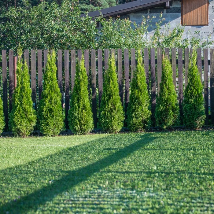 Almanac Planting Co: The robust Junior Giant Thuja (Thuja standishii x plicata) stands in a neat row along a fence, exemplifying its role as a natural privacy barrier in residential landscaping, celebrated for its vibrant green, low-maintenance, and evergreen qualities, perfect for creating year-round green spaces.