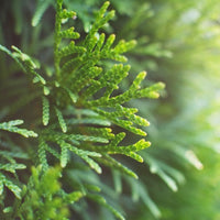 Macro shot of Nigra Thuja plant leaves with a soft-focus background showcasing the intricate leaf patterns for Almanac Planting Co.