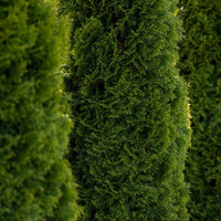 Close-up view of dense, green Almanac Planting Co Thuja Nigra shrubs highlighting the texture and lush foliage.