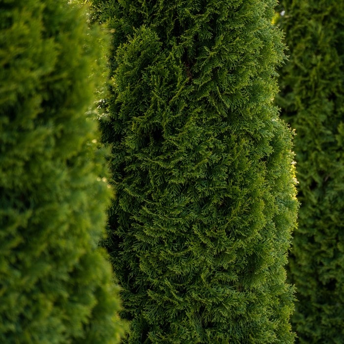 Close-up view of dense, green Almanac Planting Co Thuja Nigra shrubs highlighting the texture and lush foliage.
