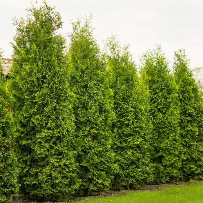 Row of Nigra Thuja evergreens with lush foliage, grown by Almanac Planting Co, ideal for landscaping and privacy hedges.
