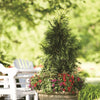 Almanac Planting Co: Spring Grove® Western Arborvitae growing alone in a 10 gallon container.