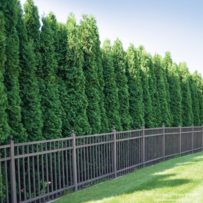Almanac Planting Co: Spring Grove® Western Arborvitae growing together in a row creating a dense privacy screen!