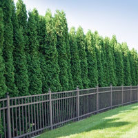 Almanac Planting Co: Spring Grove® Western Arborvitae growing together in a row creating a dense privacy screen!