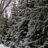 Almanac Planting Co: Spring Grove® Western Arborvitae growing together in a row in a snow covered winter.