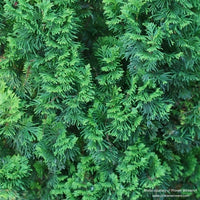Almanac Planting Co Sting™ Arborvitae by Proven Winners. A close up image of the soft, unique, fragrant, evergreen foliage.