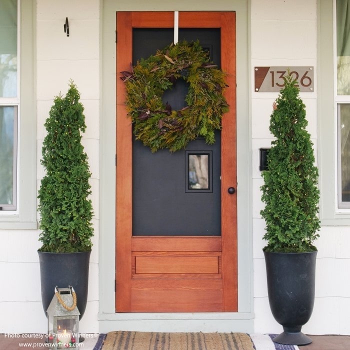 Almanac Planting Co Sting™ Arborvitae by Proven Winners. Two arbs planted in containers on a patio. There is a fresh evergreen wreath on the door between them.