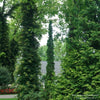 Almanac Planting Co Sting™ Arborvitae by Proven Winners. A tall, narrow arb growing between other trees.