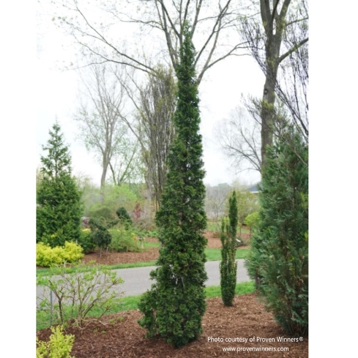 Sting™ Arborvitae | Tall Skinny Arb – Almanac Planting Co