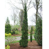 Almanac Planting Co: Sting™ Arborvitae by Proven Winners. An outdoor garden setting with lush green raised beds and a tall, narrow, skinny arb in the front center.