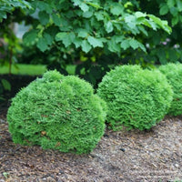 Almanac Planting Co: Thuja Tater Tot by Proven Winners, a miniature globe arb, ideal for creating low hedges or garden borders.