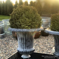 Almanac Planting Co: Thuja Tater Tot by Proven Winners, a compact arborvitae that thrives in containers for versatile garden design.