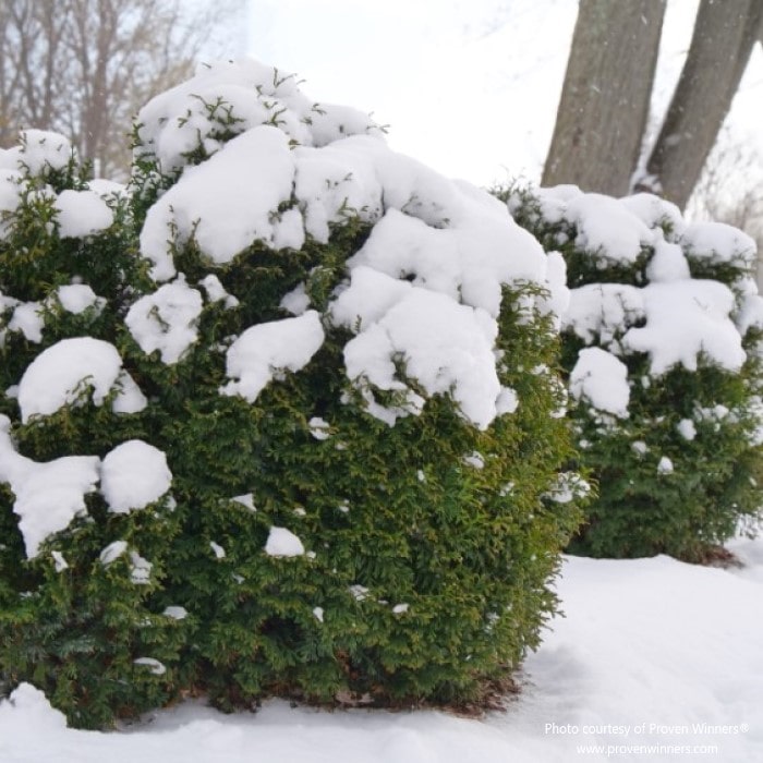 Almanac Planting Co: Thuja Tater Tot by Proven Winners, hardy globe arb that stands up to snow, offering winter interest in cold climates.