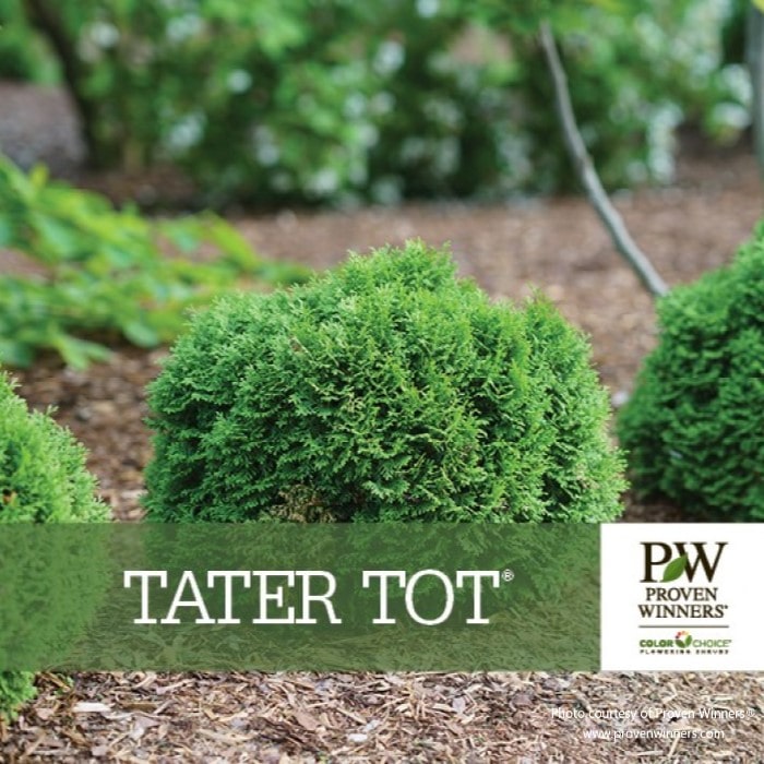 Almanac Planting Co: Thuja Tater Tot by Proven Winners, a dwarf arb with a neat, globe-shaped form, perfect for small space landscaping.