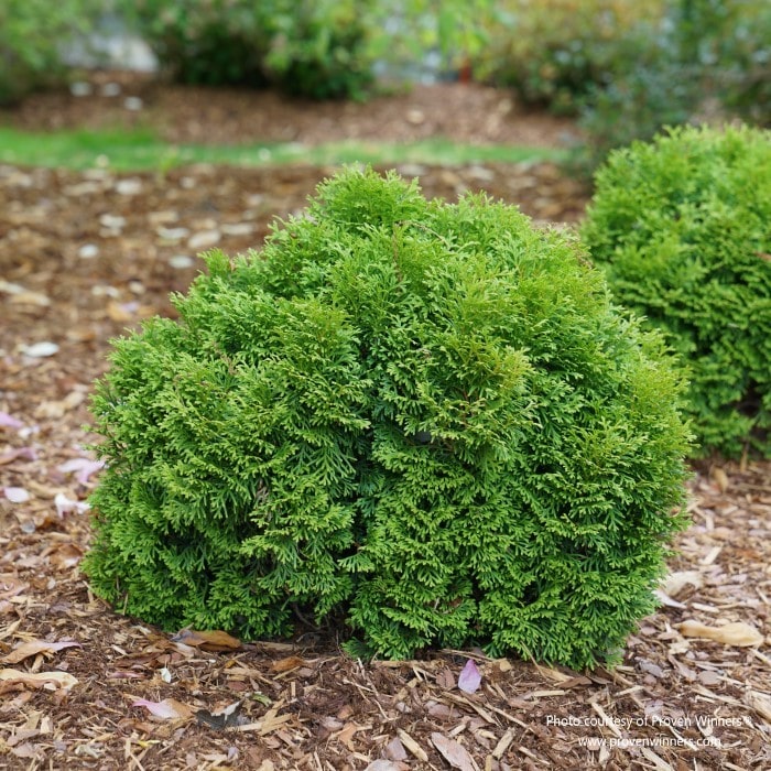 Almanac Planting Co: Thuja Tater Tot by Proven Winners, a lush green arborvitae with dense foliage for year-round garden texture.