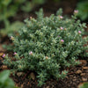 Almanac Planting Co: Close-up of ‘Elfin’ Creeping Thyme (Thymus serpyllum ‘Elfin’) forming a dense, fragrant mat of tiny evergreen leaves in a sunny rock garden.
