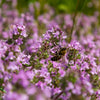 Almanac Planting Co: Mass of blooming ‘Elfin’ Creeping Thyme covered in soft pink flowers, creating a low, pollinator-friendly groundcover between stones.