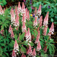 Pink Skyrocket Foamflower