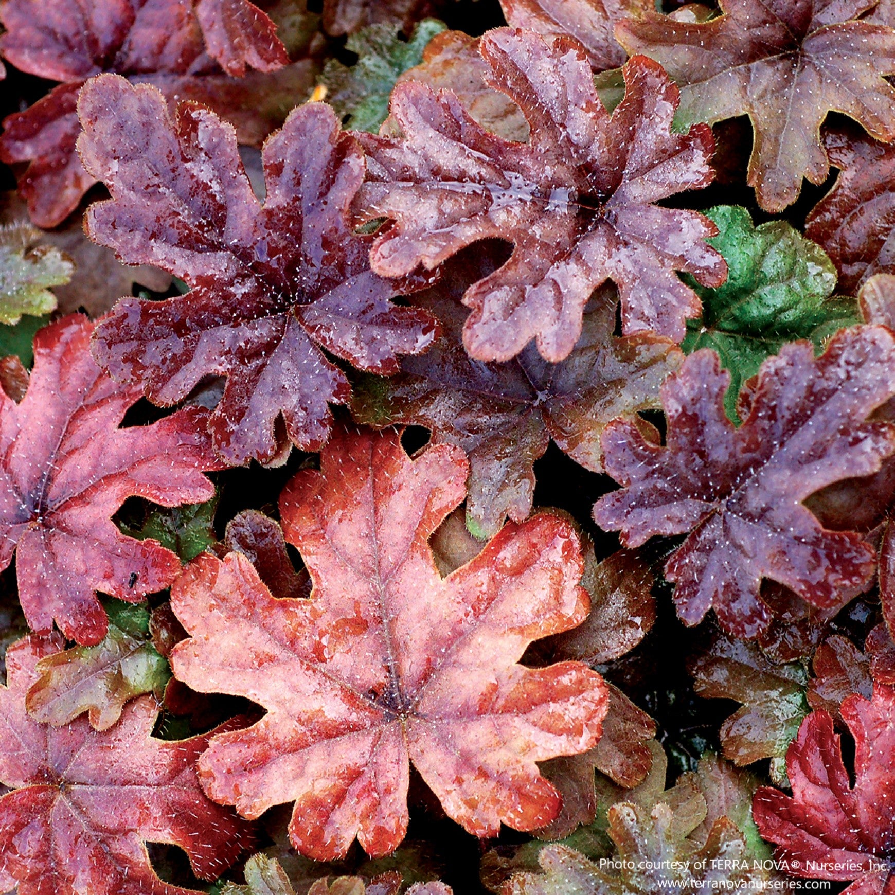 Pink Skyrocket Foamflower
