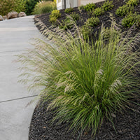 Almanac Planting Co: Tufted Hair Grass forming an arching green clump with airy pale flower panicles beside a concrete driveway