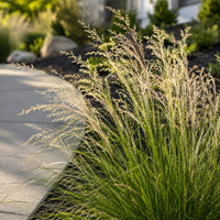Almanac Planting Co: Sunlit Tufted Hair Grass with fine pale panicles rising above a dense green clump along a landscaped driveway