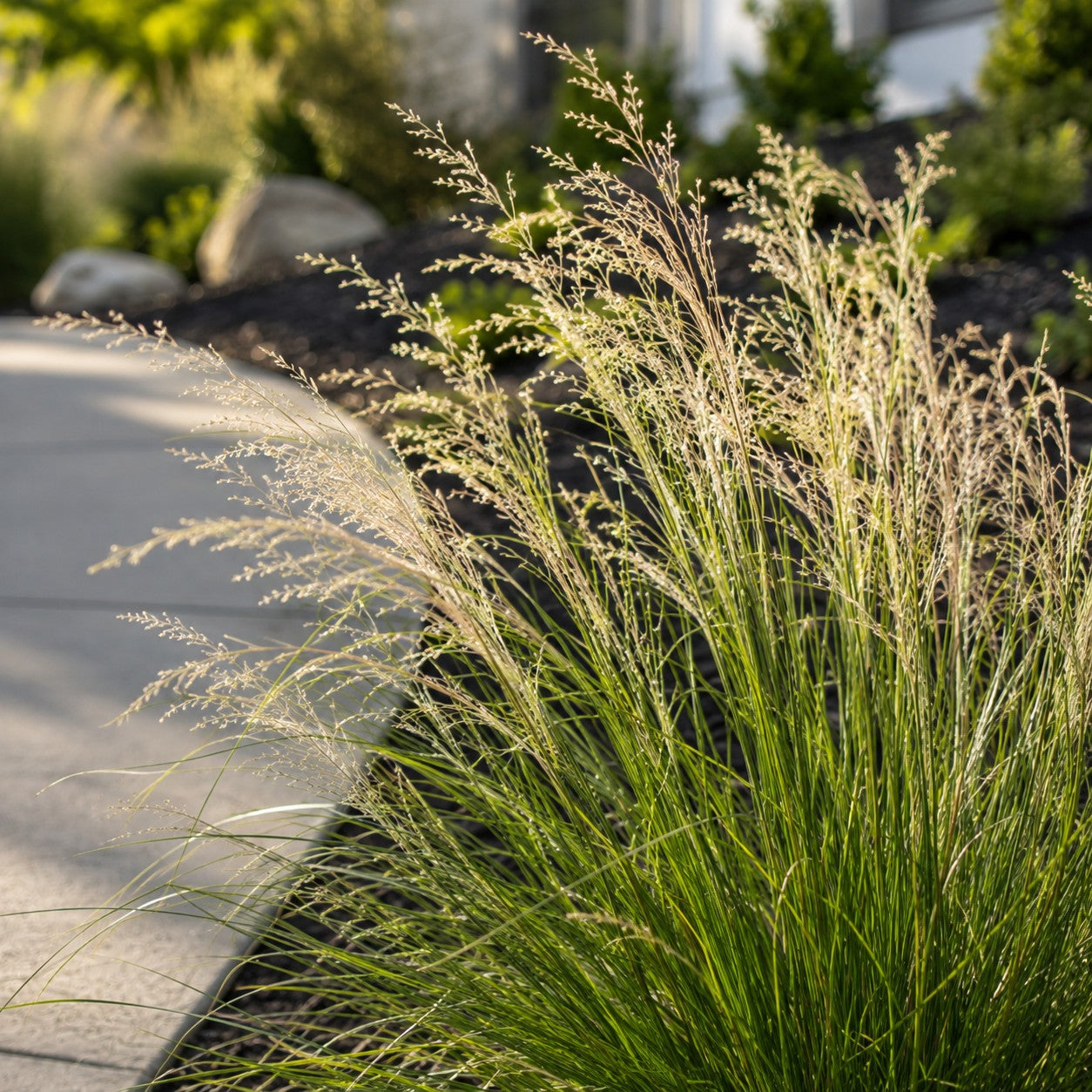 Almanac Planting Co: Sunlit Tufted Hair Grass with fine pale panicles rising above a dense green clump along a landscaped driveway