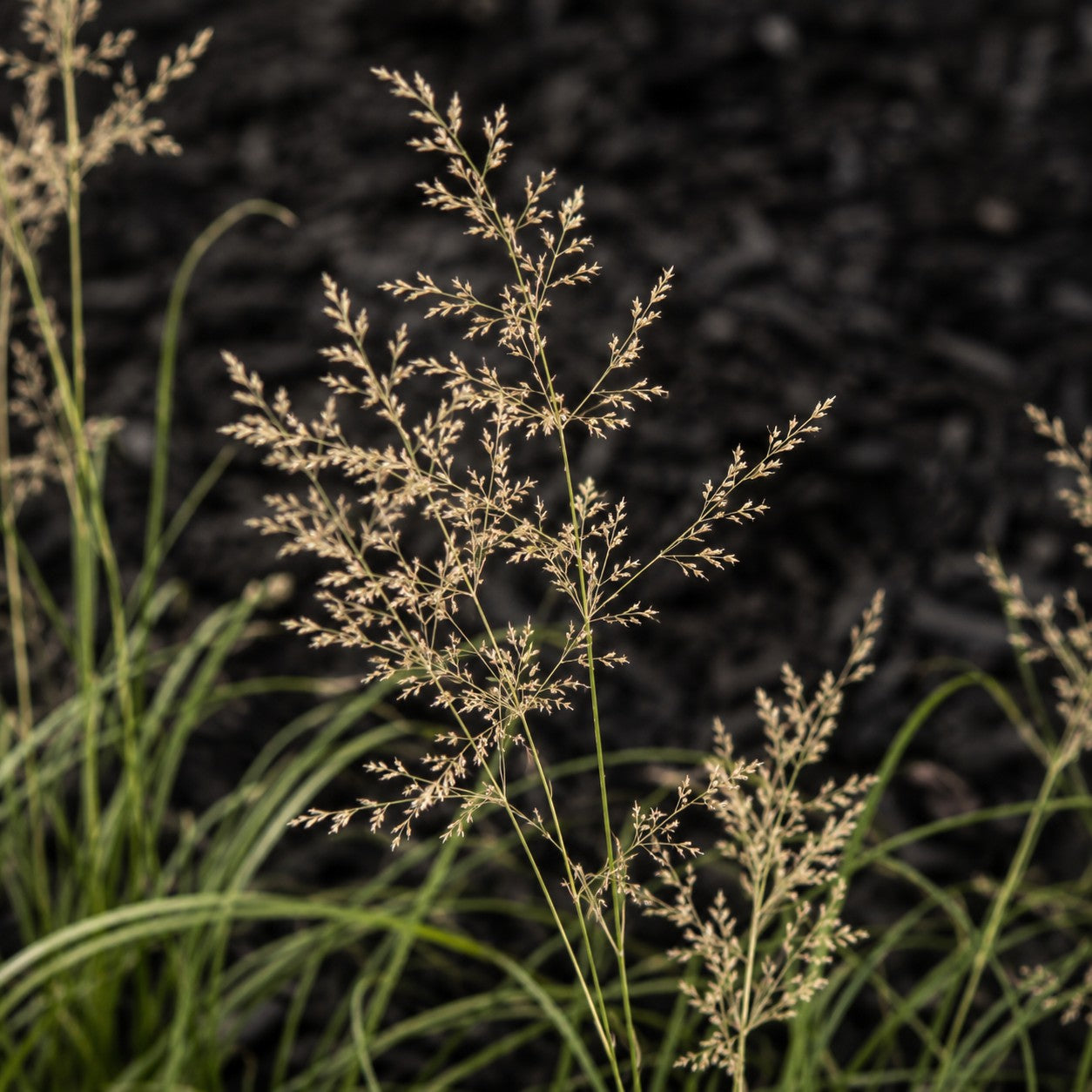 Almanac Planting Co: Close-up of Tufted Hair Grass showing delicate branching tan flower panicles against dark garden mulch