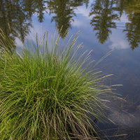Almanac Planting Co: Tussock sedge growing along the edge of calm water with pine tree reflections
